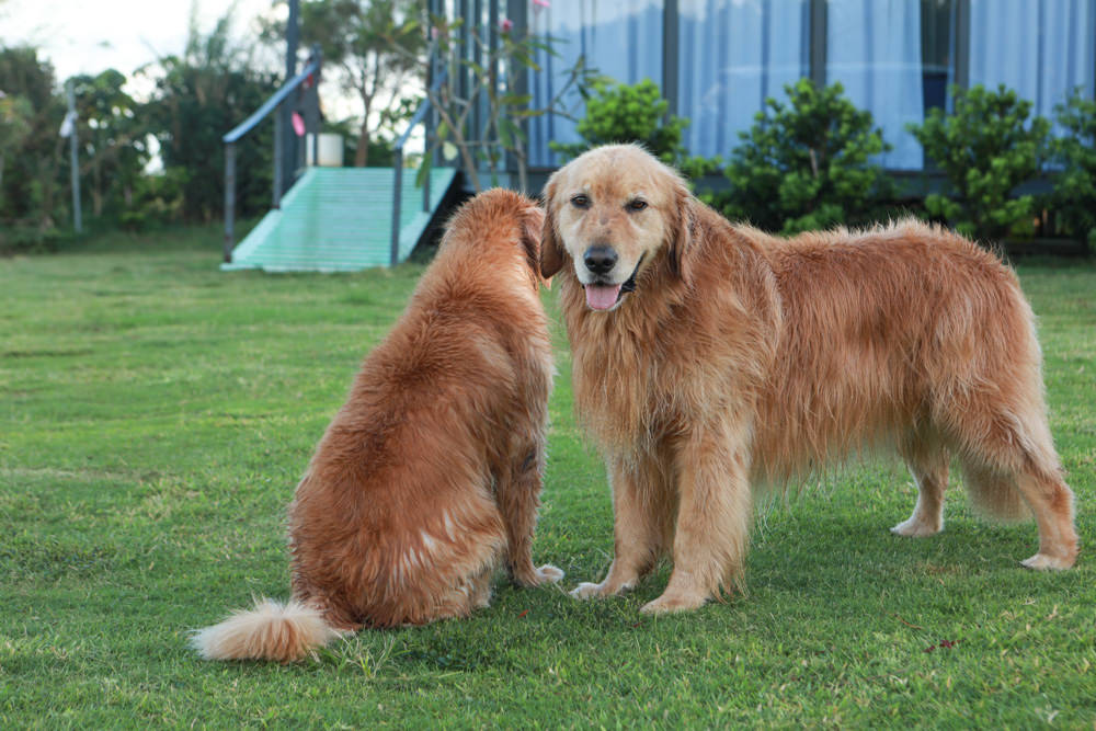 墾丁民宿｜墾丁秘密藍雙人獨棟包棟泳池Villa、毛小孩寵物友善民宿、無邊際大草皮、戲水池