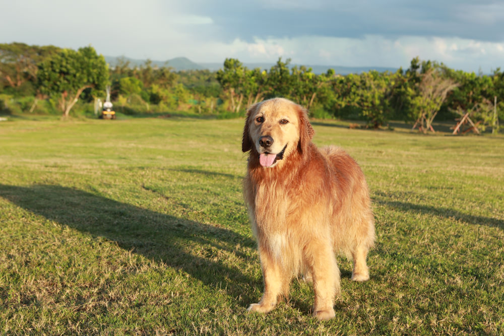 墾丁民宿｜墾丁秘密藍雙人獨棟包棟泳池Villa、毛小孩寵物友善民宿、無邊際大草皮、戲水池