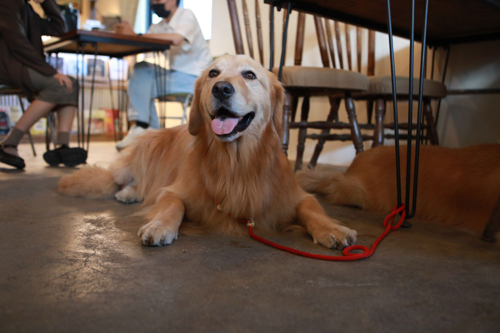 屏東墾丁滿洲美食|吳物。隱藏在滿洲小巷弄中的古物玩具選物老宅文青咖啡廳、寵物友善餐廳 - 第11張圖 屏東墾丁滿洲美食|吳物。隱藏在滿洲小巷弄中的古物玩具選物老宅文青咖啡廳、寵物友善餐廳