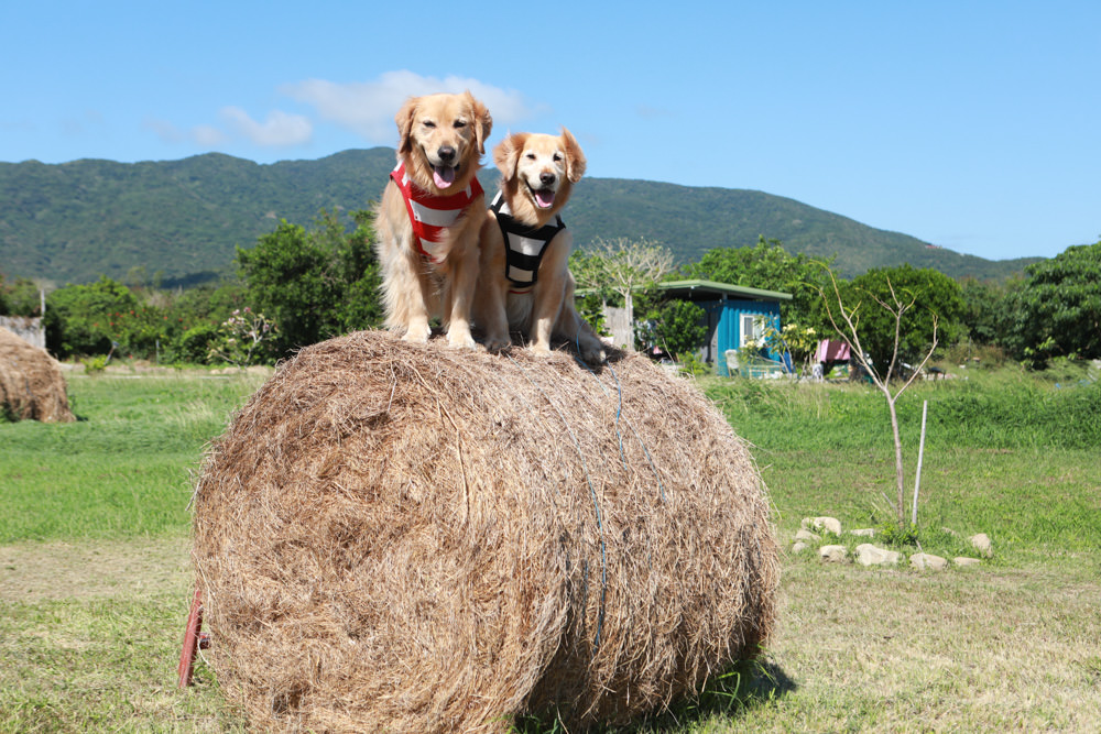 屏東墾丁滿洲秘境｜開門見山樹屋咖啡 。寵物友善餐廳、樹屋景觀咖啡廳、隱身鄉野溪邊的墾丁私房景點