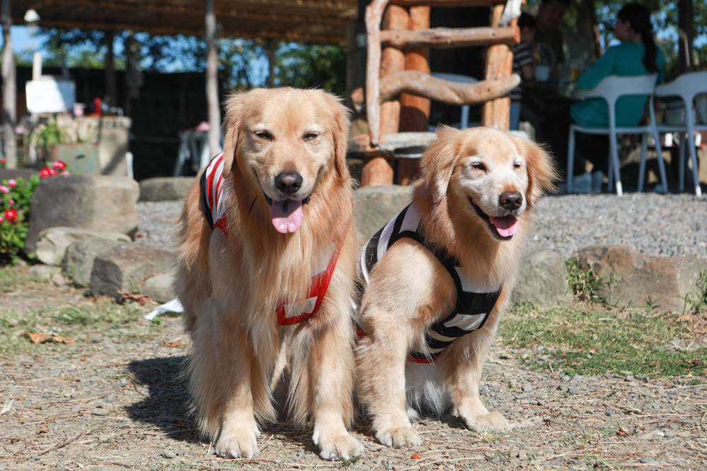 屏東墾丁滿洲秘境｜開門見山樹屋咖啡 。寵物友善餐廳、樹屋景觀咖啡廳、隱身鄉野溪邊的墾丁私房景點