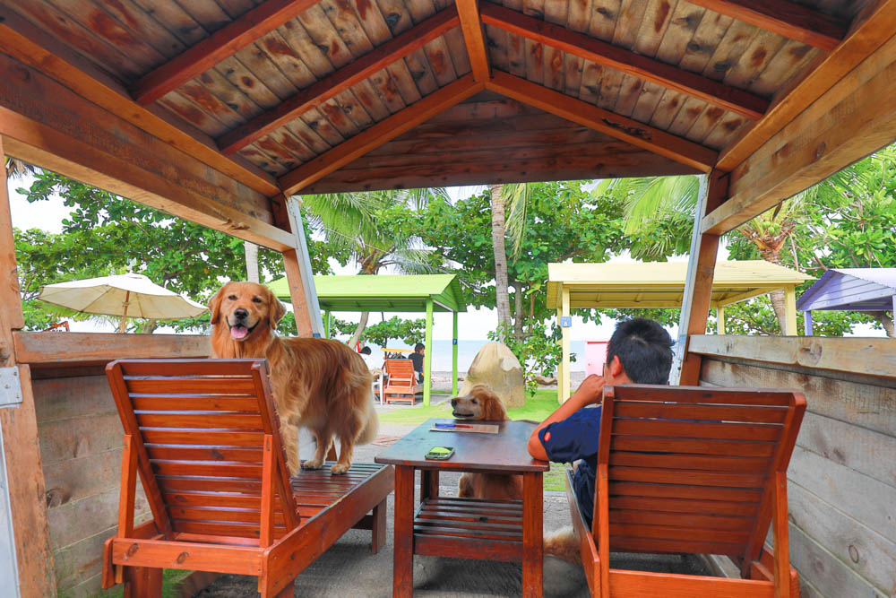 屏東枋山｜魔幻咖啡。寵物友善餐廳、墾丁海景咖啡廳、網美打卡景點、絕美海景、墾丁順遊景點