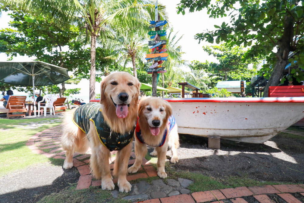 屏東枋山｜魔幻咖啡。寵物友善餐廳、墾丁海景咖啡廳、網美打卡景點、絕美海景、墾丁順遊景點