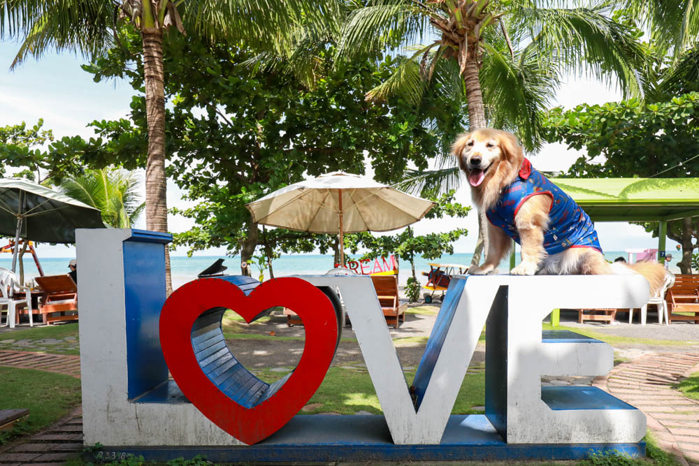 屏東枋山｜魔幻咖啡。寵物友善餐廳、墾丁海景咖啡廳、網美打卡景點、絕美海景、墾丁順遊景點