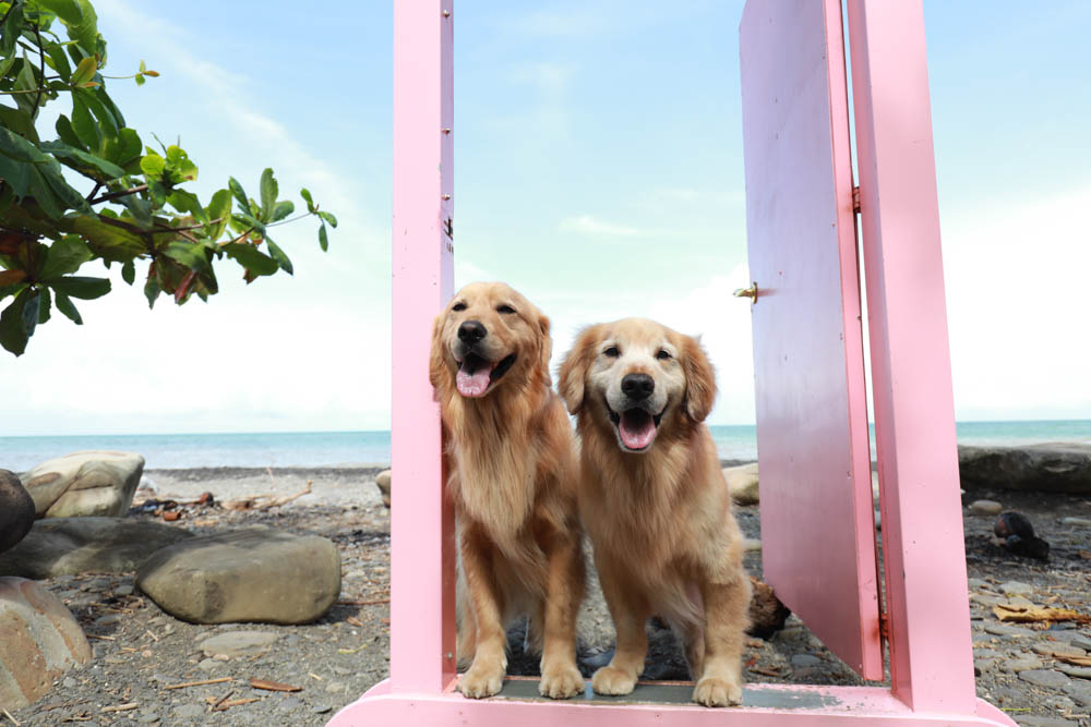 屏東枋山｜魔幻咖啡。寵物友善餐廳、墾丁海景咖啡廳、網美打卡景點、絕美海景、墾丁順遊景點