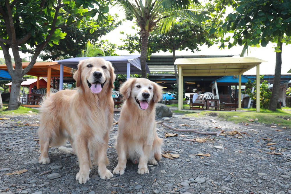 屏東枋山｜魔幻咖啡。寵物友善餐廳、墾丁海景咖啡廳、網美打卡景點、絕美海景、墾丁順遊景點