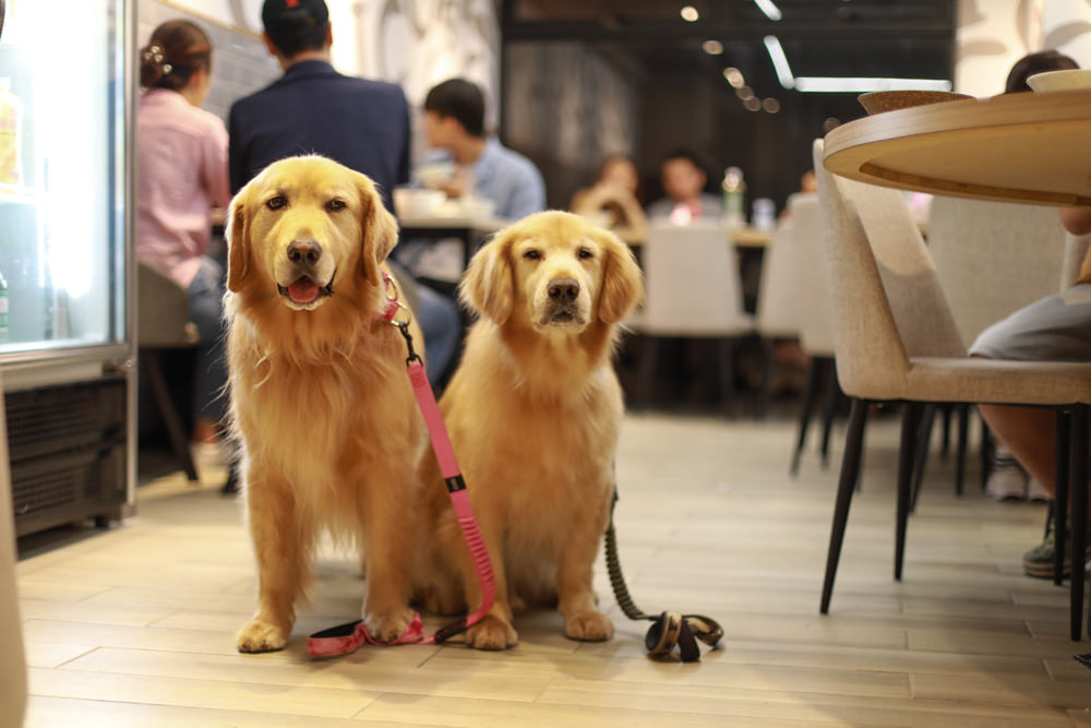 花蓮必吃美食｜壽豐小吃慶豐店。超美味無骨鵝肉、家常熱炒料理、鵝魯飯、寵物友善餐廳
