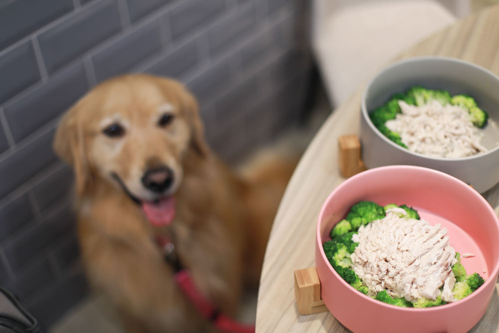 花蓮必吃美食｜壽豐小吃慶豐店。超美味無骨鵝肉、家常熱炒料理、鵝魯飯、寵物友善餐廳