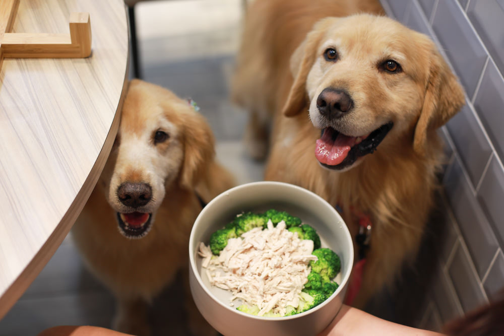 花蓮必吃美食｜壽豐小吃慶豐店。超美味無骨鵝肉、家常熱炒料理、鵝魯飯、寵物友善餐廳