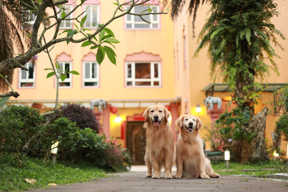 宜蘭夏爾迦民宿｜寵物友善、親子房溜滑梯、網美風情中東異國風情城堡、無菜單創意異國料理、中東特色早餐