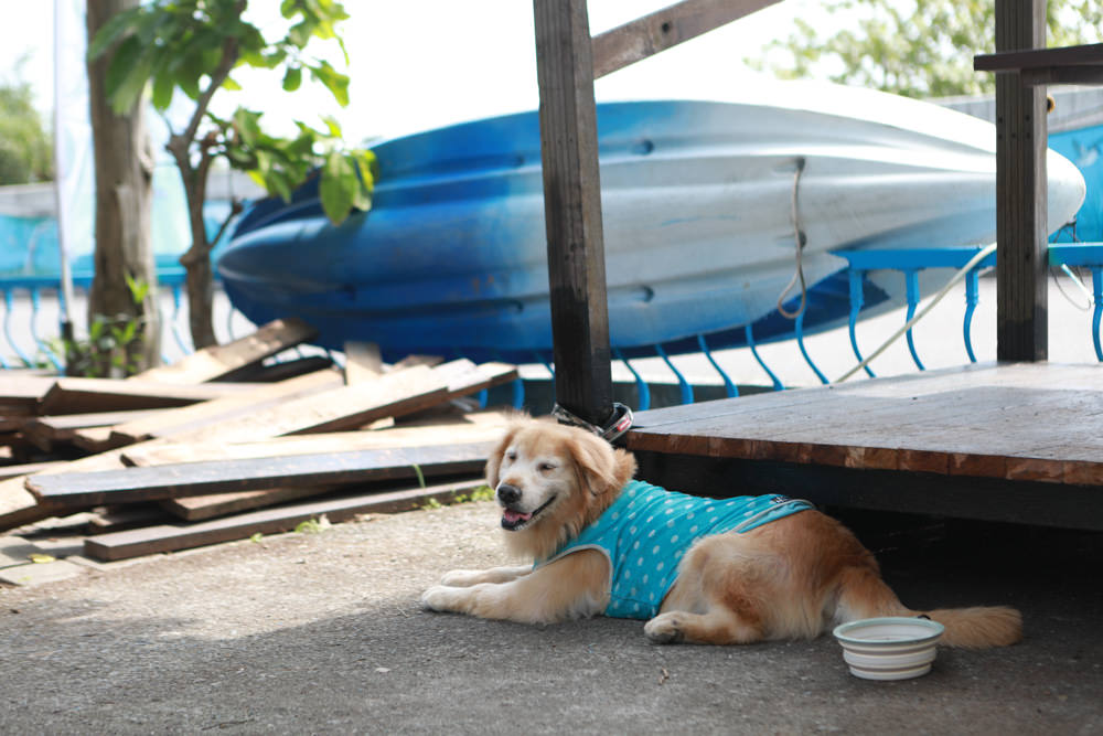 宜蘭五結｜海角魯魯Wavelulu獨木舟SUP、沙灘車暢遊蘭陽溪祕境（夏爾迦民宿代報名有優惠）
