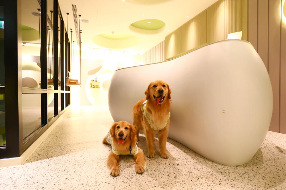 高雄楠梓｜多野樂旅館Dogether Hotel。寵物友善旅館、寵物友善餐廳、寵物游泳池