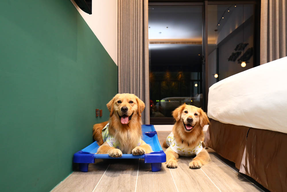 高雄楠梓｜多野樂旅館Dogether Hotel。寵物友善旅館、寵物友善餐廳、寵物游泳池