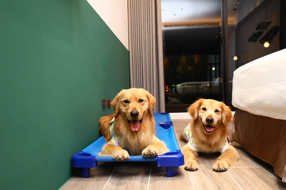 高雄楠梓｜多野樂旅館Dogether Hotel。寵物友善旅館、寵物友善餐廳、寵物游泳池