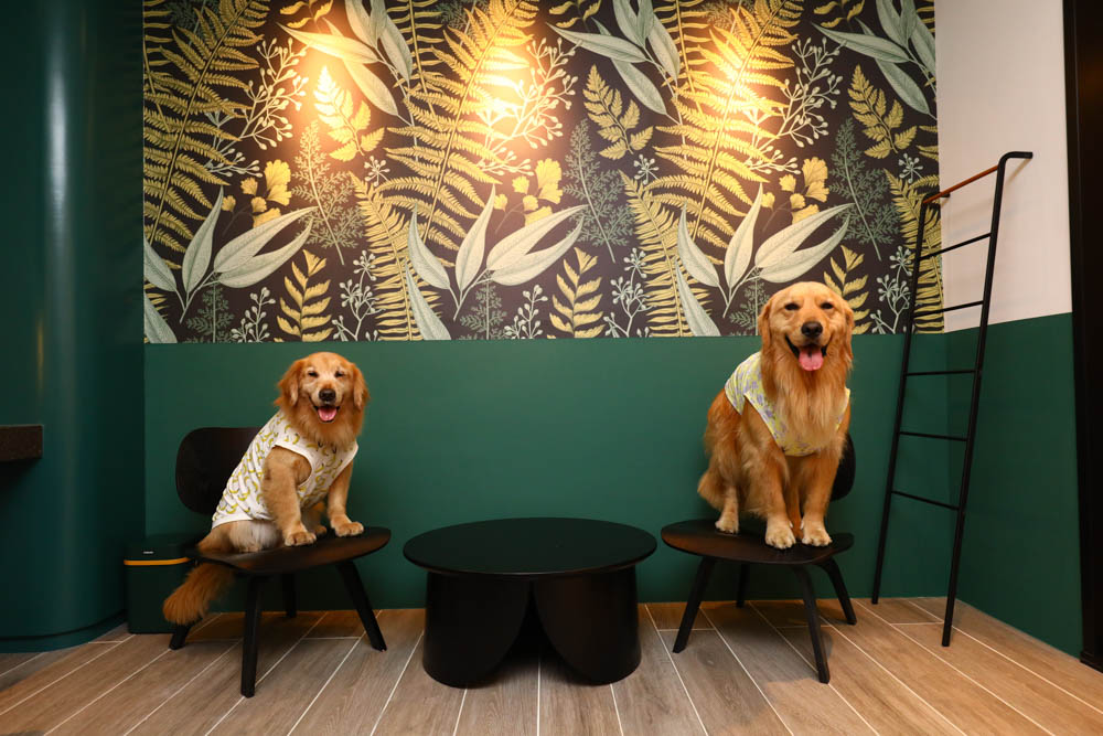 高雄楠梓｜多野樂旅館Dogether Hotel。寵物友善旅館、寵物友善餐廳、寵物游泳池