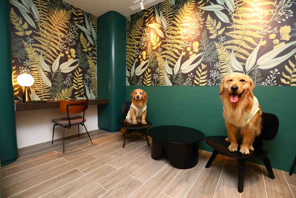 高雄楠梓｜多野樂旅館Dogether Hotel。寵物友善旅館、寵物友善餐廳、寵物游泳池