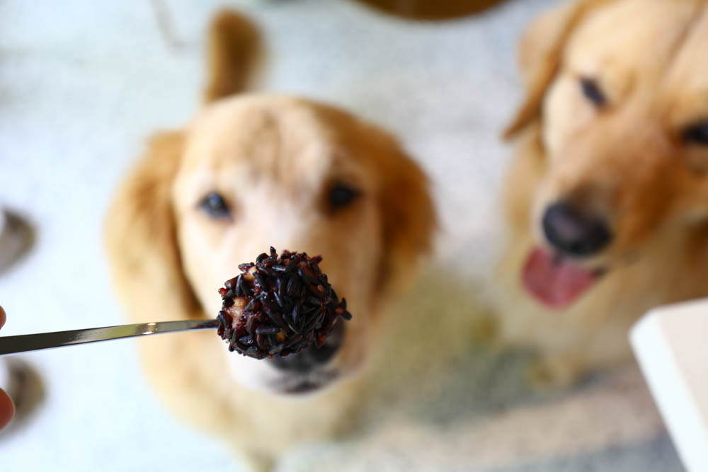 高雄楠梓｜多野樂旅館Dogether Hotel。寵物友善旅館、寵物友善餐廳、寵物游泳池