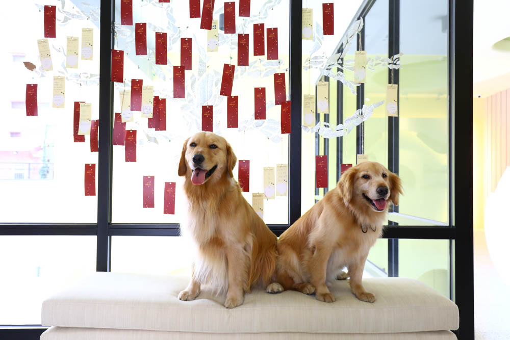 高雄楠梓｜多野樂旅館Dogether Hotel。寵物友善旅館、寵物友善餐廳、寵物游泳池