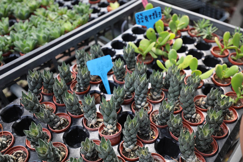 南投埔里景點|多肉秘境。藍色地球、夢幻泡泡屋、寵物友善景點、多肉植物、盆栽diy - 第4張圖 南投埔里景點|多肉秘境。藍色地球、夢幻泡泡屋、寵物友善景點、多肉植物、盆栽diy
