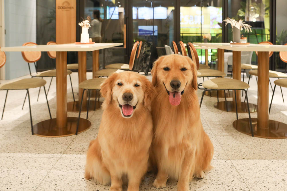 高雄美食|多野樂旅館 DOGETHER HOTEL 異國蔬食餐廳。寵物友善餐廳、當季當令食材、多國創意料理 - 第4張圖 高雄美食|多野樂旅館 DOGETHER HOTEL 異國蔬食餐廳。寵物友善餐廳、當季當令食材、多國創意料理