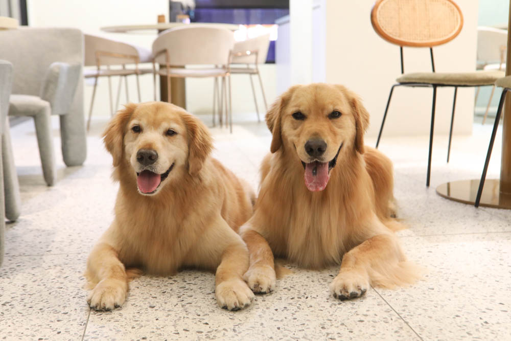 高雄美食|多野樂旅館 DOGETHER HOTEL 異國蔬食餐廳。寵物友善餐廳、當季當令食材、多國創意料理 - 第11張圖 高雄美食|多野樂旅館 DOGETHER HOTEL 異國蔬食餐廳。寵物友善餐廳、當季當令食材、多國創意料理