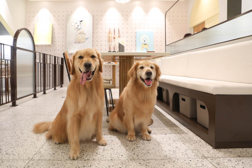 高雄美食|多野樂旅館 DOGETHER HOTEL 異國蔬食餐廳。寵物友善餐廳、當季當令食材、多國創意料理 - 第7張圖 高雄美食|多野樂旅館 DOGETHER HOTEL 異國蔬食餐廳。寵物友善餐廳、當季當令食材、多國創意料理