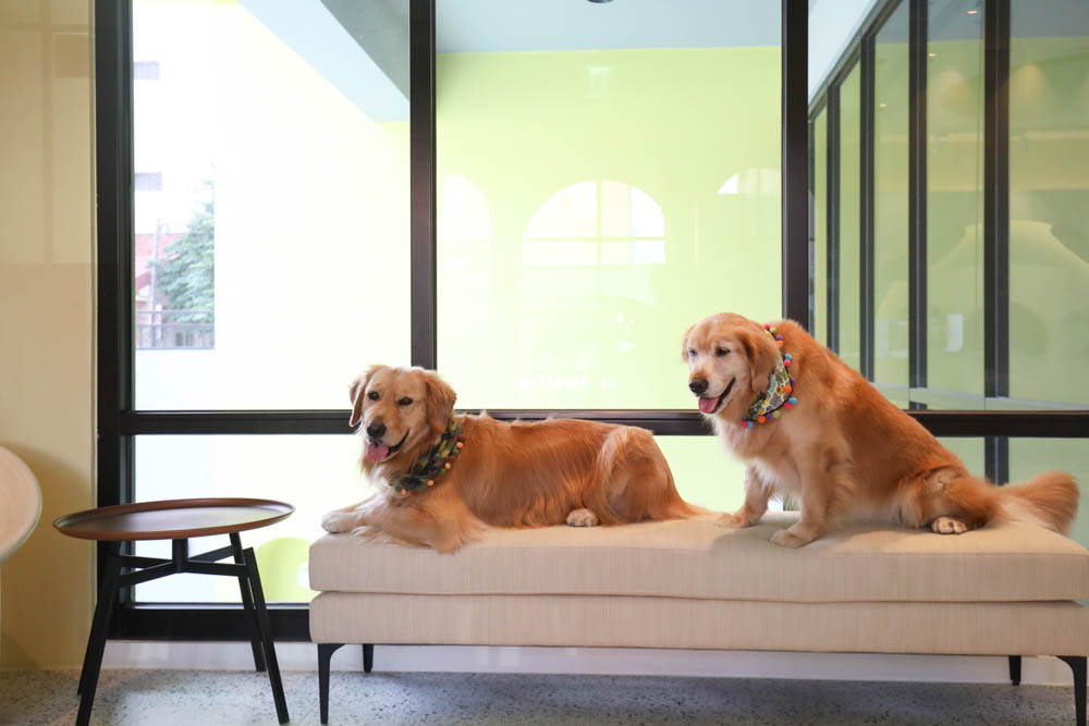 高雄寵物友善旅館|多野樂旅館DOGETHER HOTEL。複合式寵物友善旅宿、五星級飯店精緻服務 - 第8張圖 高雄寵物友善旅館|多野樂旅館DOGETHER HOTEL。複合式寵物友善旅宿、五星級飯店精緻服務