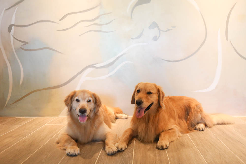 高雄寵物友善旅館|多野樂旅館DOGETHER HOTEL。複合式寵物友善旅宿、五星級飯店精緻服務 - 第26張圖 高雄寵物友善旅館|多野樂旅館DOGETHER HOTEL。複合式寵物友善旅宿、五星級飯店精緻服務