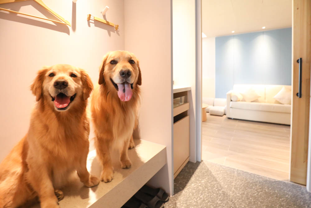 高雄寵物友善旅館|多野樂旅館DOGETHER HOTEL。複合式寵物友善旅宿、五星級飯店精緻服務 - 第12張圖 高雄寵物友善旅館|多野樂旅館DOGETHER HOTEL。複合式寵物友善旅宿、五星級飯店精緻服務