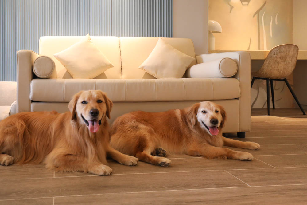 高雄寵物友善旅館|多野樂旅館DOGETHER HOTEL。複合式寵物友善旅宿、五星級飯店精緻服務 - 第19張圖 高雄寵物友善旅館|多野樂旅館DOGETHER HOTEL。複合式寵物友善旅宿、五星級飯店精緻服務