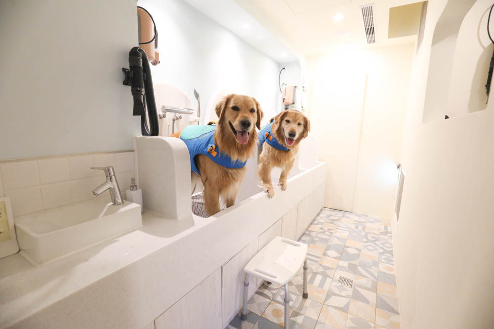 高雄寵物泳池|多野樂旅館 DOGETHER Hotel預約制寵物專屬游泳池、附設寵物美容SPA、寵物自助洗、銀銅離子淨水 - 第5張圖 高雄寵物泳池|多野樂旅館 DOGETHER Hotel預約制寵物專屬游泳池、附設寵物美容SPA、寵物自助洗、銀銅離子淨水