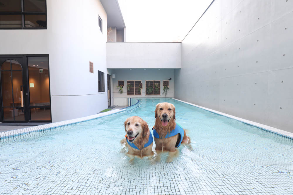 高雄寵物泳池|多野樂旅館 DOGETHER Hotel預約制寵物專屬游泳池、附設寵物美容SPA、寵物自助洗、銀銅離子淨水 - 第11張圖 高雄寵物泳池|多野樂旅館 DOGETHER Hotel預約制寵物專屬游泳池、附設寵物美容SPA、寵物自助洗、銀銅離子淨水
