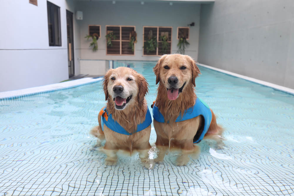 高雄寵物泳池|多野樂旅館 DOGETHER Hotel預約制寵物專屬游泳池、附設寵物美容SPA、寵物自助洗、銀銅離子淨水 - 第13張圖 高雄寵物泳池|多野樂旅館 DOGETHER Hotel預約制寵物專屬游泳池、附設寵物美容SPA、寵物自助洗、銀銅離子淨水