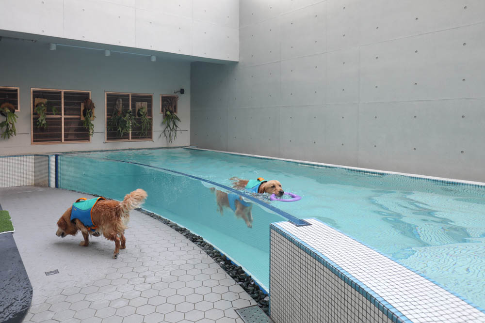 高雄寵物泳池|多野樂旅館 DOGETHER Hotel預約制寵物專屬游泳池、附設寵物美容SPA、寵物自助洗、銀銅離子淨水 - 第9張圖 高雄寵物泳池|多野樂旅館 DOGETHER Hotel預約制寵物專屬游泳池、附設寵物美容SPA、寵物自助洗、銀銅離子淨水