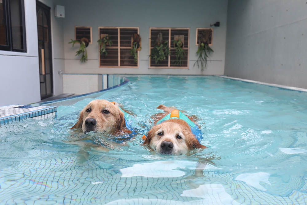 高雄寵物泳池|多野樂旅館 DOGETHER Hotel預約制寵物專屬游泳池、附設寵物美容SPA、寵物自助洗、銀銅離子淨水 - 第12張圖 高雄寵物泳池|多野樂旅館 DOGETHER Hotel預約制寵物專屬游泳池、附設寵物美容SPA、寵物自助洗、銀銅離子淨水