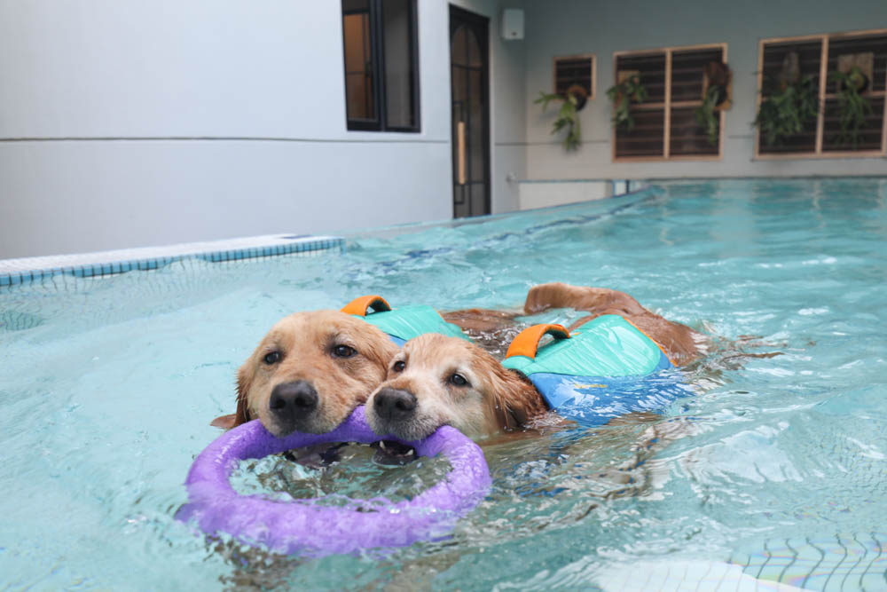 高雄寵物泳池|多野樂旅館 DOGETHER Hotel預約制寵物專屬游泳池、附設寵物美容SPA、寵物自助洗、銀銅離子淨水 - 第16張圖 高雄寵物泳池|多野樂旅館 DOGETHER Hotel預約制寵物專屬游泳池、附設寵物美容SPA、寵物自助洗、銀銅離子淨水