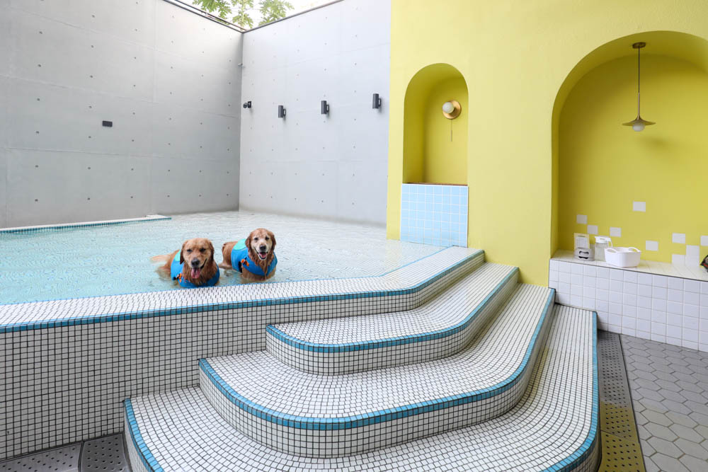 高雄寵物泳池|多野樂旅館 DOGETHER Hotel預約制寵物專屬游泳池、附設寵物美容SPA、寵物自助洗、銀銅離子淨水 - 第19張圖 高雄寵物泳池|多野樂旅館 DOGETHER Hotel預約制寵物專屬游泳池、附設寵物美容SPA、寵物自助洗、銀銅離子淨水