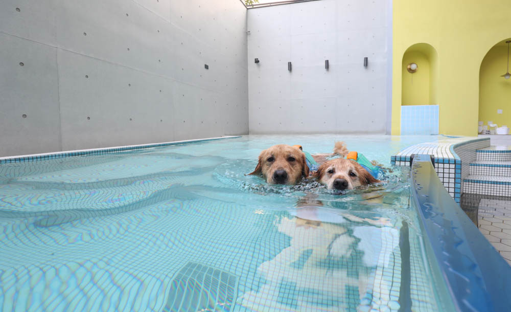 高雄寵物泳池|多野樂旅館 DOGETHER Hotel預約制寵物專屬游泳池、附設寵物美容SPA、寵物自助洗、銀銅離子淨水 - 第18張圖 高雄寵物泳池|多野樂旅館 DOGETHER Hotel預約制寵物專屬游泳池、附設寵物美容SPA、寵物自助洗、銀銅離子淨水