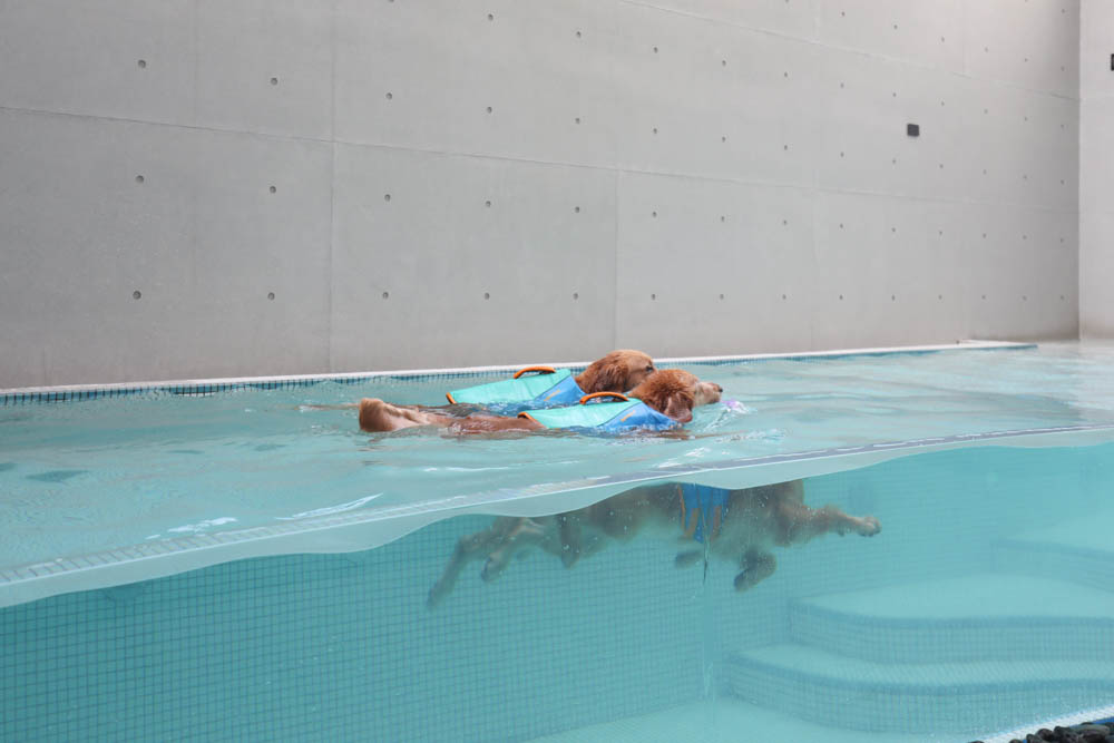 高雄寵物泳池|多野樂旅館 DOGETHER Hotel預約制寵物專屬游泳池、附設寵物美容SPA、寵物自助洗、銀銅離子淨水 - 第10張圖 高雄寵物泳池|多野樂旅館 DOGETHER Hotel預約制寵物專屬游泳池、附設寵物美容SPA、寵物自助洗、銀銅離子淨水