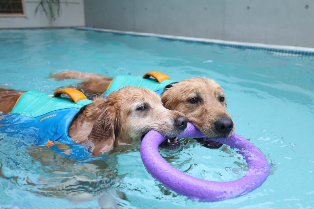 高雄寵物泳池|多野樂旅館 DOGETHER Hotel預約制寵物專屬游泳池、附設寵物美容SPA、寵物自助洗、銀銅離子淨水 - 第17張圖 高雄寵物泳池|多野樂旅館 DOGETHER Hotel預約制寵物專屬游泳池、附設寵物美容SPA、寵物自助洗、銀銅離子淨水