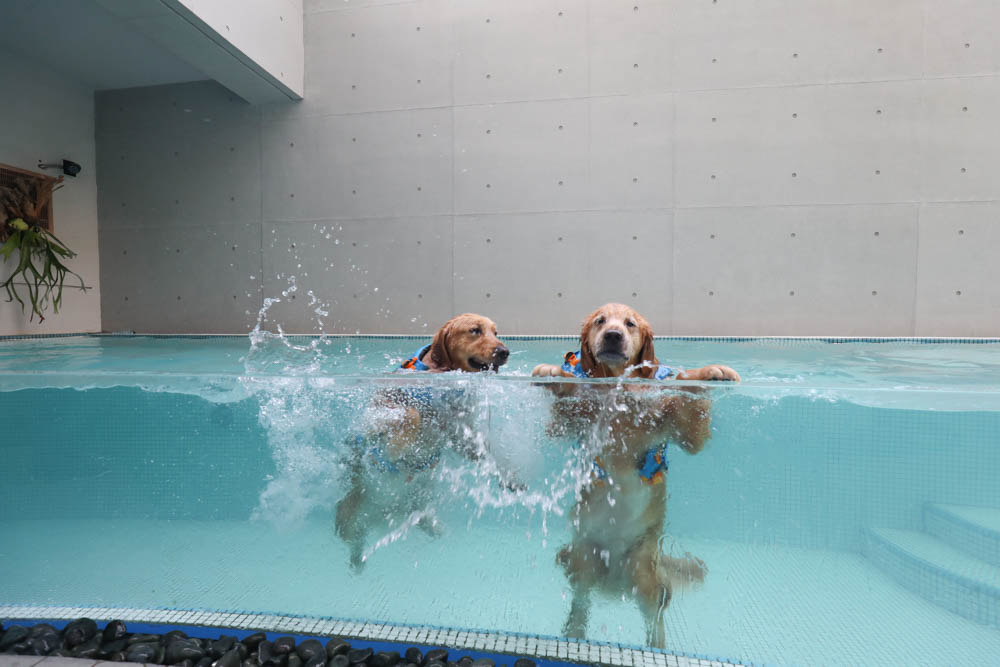 高雄寵物泳池|多野樂旅館 DOGETHER Hotel預約制寵物專屬游泳池、附設寵物美容SPA、寵物自助洗、銀銅離子淨水 - 第22張圖 高雄寵物泳池|多野樂旅館 DOGETHER Hotel預約制寵物專屬游泳池、附設寵物美容SPA、寵物自助洗、銀銅離子淨水