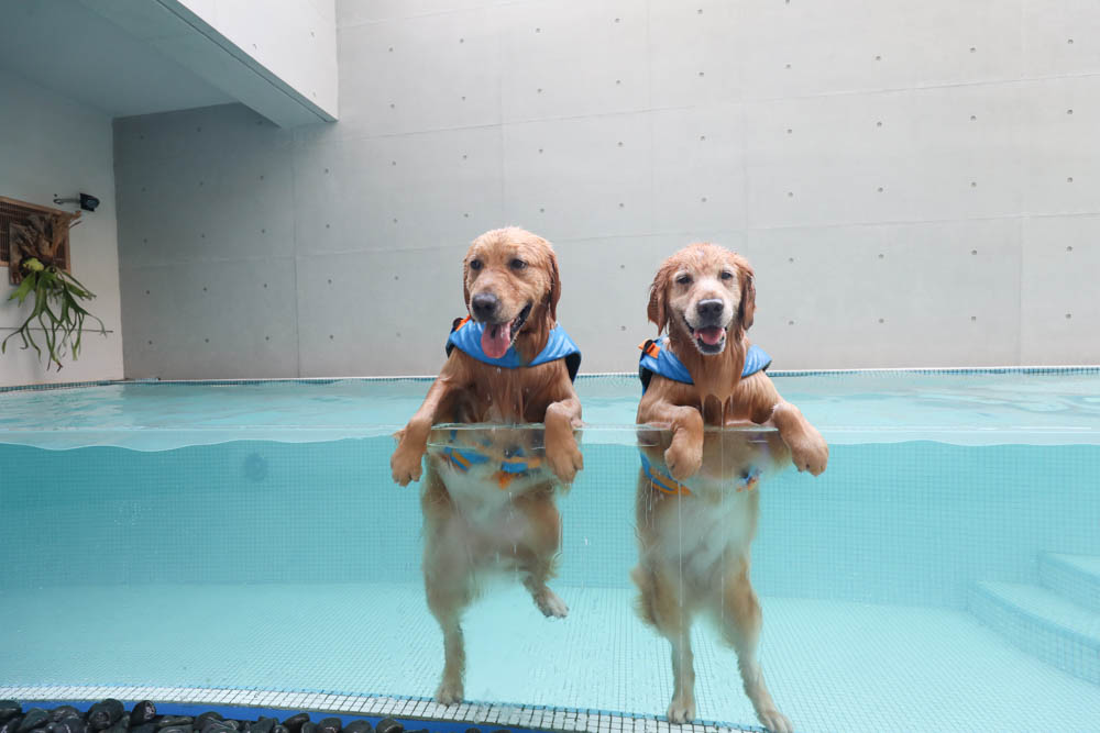 高雄寵物泳池|多野樂旅館 DOGETHER Hotel預約制寵物專屬游泳池、附設寵物美容SPA、寵物自助洗、銀銅離子淨水 - 第1張圖 高雄寵物泳池|多野樂旅館 DOGETHER Hotel預約制寵物專屬游泳池、附設寵物美容SPA、寵物自助洗、銀銅離子淨水