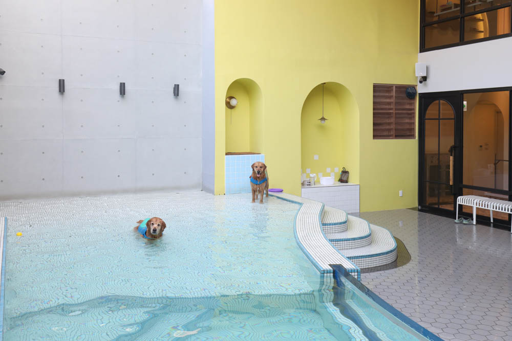 高雄寵物泳池|多野樂旅館 DOGETHER Hotel預約制寵物專屬游泳池、附設寵物美容SPA、寵物自助洗、銀銅離子淨水 - 第20張圖 高雄寵物泳池|多野樂旅館 DOGETHER Hotel預約制寵物專屬游泳池、附設寵物美容SPA、寵物自助洗、銀銅離子淨水