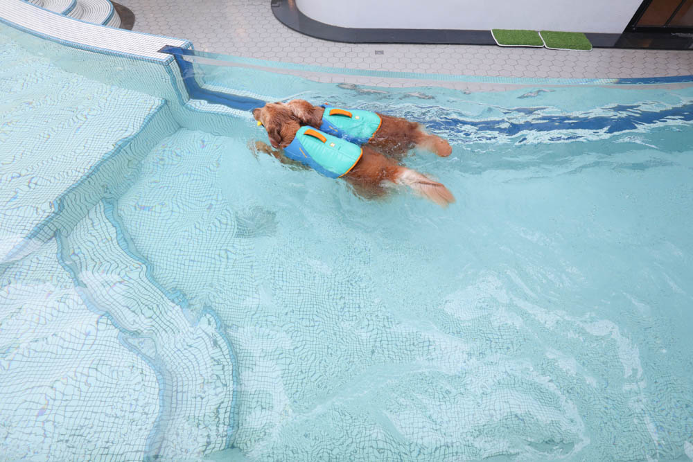 高雄寵物泳池|多野樂旅館 DOGETHER Hotel預約制寵物專屬游泳池、附設寵物美容SPA、寵物自助洗、銀銅離子淨水 - 第23張圖 高雄寵物泳池|多野樂旅館 DOGETHER Hotel預約制寵物專屬游泳池、附設寵物美容SPA、寵物自助洗、銀銅離子淨水