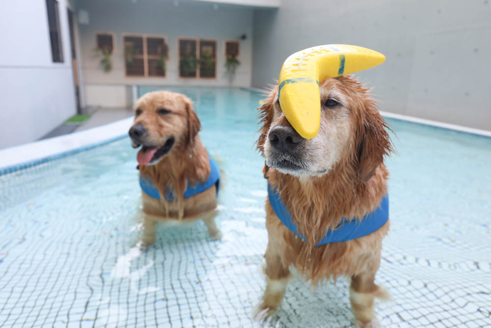 高雄寵物泳池|多野樂旅館 DOGETHER Hotel預約制寵物專屬游泳池、附設寵物美容SPA、寵物自助洗、銀銅離子淨水 - 第24張圖 高雄寵物泳池|多野樂旅館 DOGETHER Hotel預約制寵物專屬游泳池、附設寵物美容SPA、寵物自助洗、銀銅離子淨水