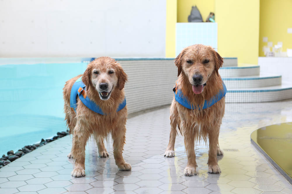 高雄寵物泳池|多野樂旅館 DOGETHER Hotel預約制寵物專屬游泳池、附設寵物美容SPA、寵物自助洗、銀銅離子淨水 - 第25張圖 高雄寵物泳池|多野樂旅館 DOGETHER Hotel預約制寵物專屬游泳池、附設寵物美容SPA、寵物自助洗、銀銅離子淨水