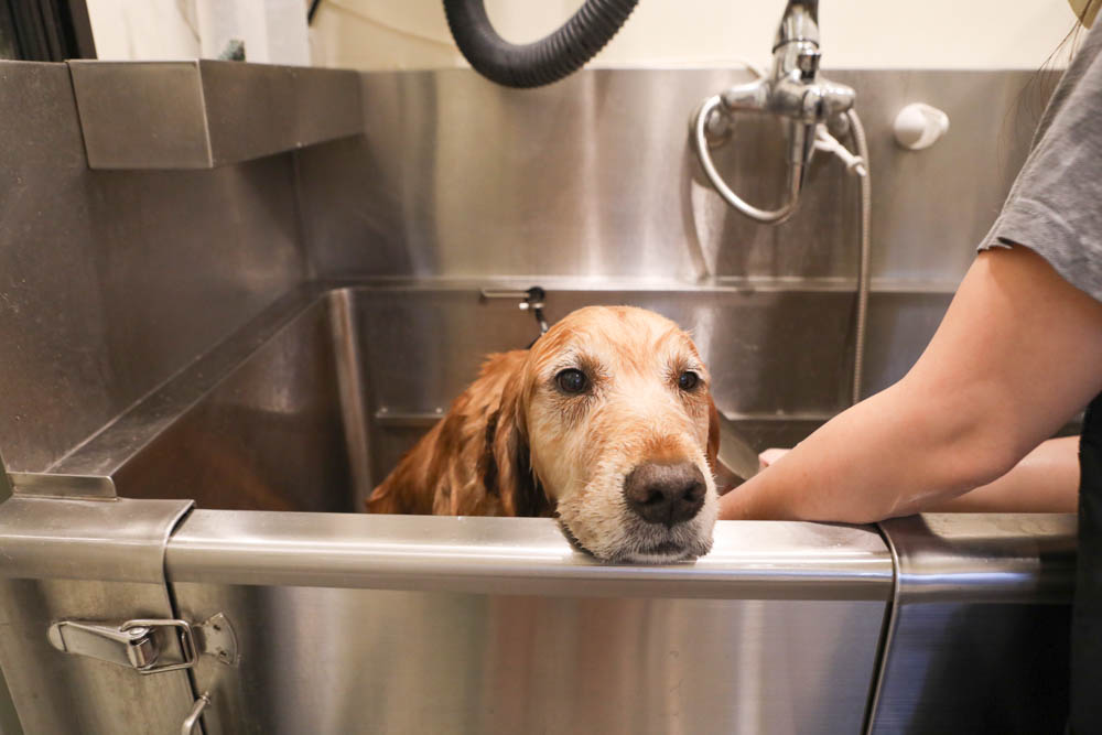 高雄寵物泳池|多野樂旅館 DOGETHER Hotel預約制寵物專屬游泳池、附設寵物美容SPA、寵物自助洗、銀銅離子淨水 - 第27張圖 高雄寵物泳池|多野樂旅館 DOGETHER Hotel預約制寵物專屬游泳池、附設寵物美容SPA、寵物自助洗、銀銅離子淨水