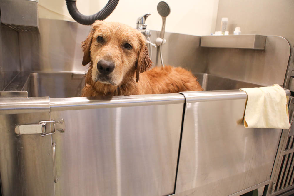 高雄寵物泳池|多野樂旅館 DOGETHER Hotel預約制寵物專屬游泳池、附設寵物美容SPA、寵物自助洗、銀銅離子淨水 - 第32張圖 高雄寵物泳池|多野樂旅館 DOGETHER Hotel預約制寵物專屬游泳池、附設寵物美容SPA、寵物自助洗、銀銅離子淨水