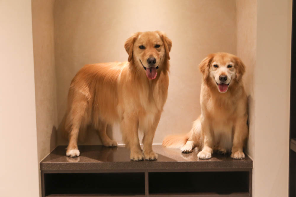 高雄寵物泳池|多野樂旅館 DOGETHER Hotel預約制寵物專屬游泳池、附設寵物美容SPA、寵物自助洗、銀銅離子淨水 - 第33張圖 高雄寵物泳池|多野樂旅館 DOGETHER Hotel預約制寵物專屬游泳池、附設寵物美容SPA、寵物自助洗、銀銅離子淨水