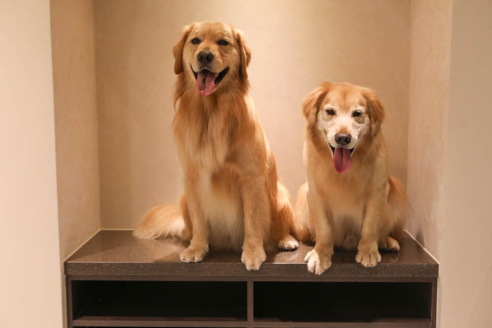 高雄寵物泳池|多野樂旅館 DOGETHER Hotel預約制寵物專屬游泳池、附設寵物美容SPA、寵物自助洗、銀銅離子淨水 - 第34張圖 高雄寵物泳池|多野樂旅館 DOGETHER Hotel預約制寵物專屬游泳池、附設寵物美容SPA、寵物自助洗、銀銅離子淨水